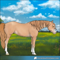 Horse Color:Gold Champagne 