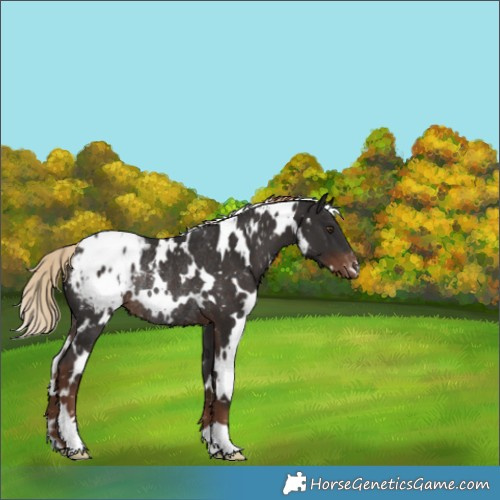 Horse Color:White Spotted Liver Chestnut Appaloosa Rabicano 