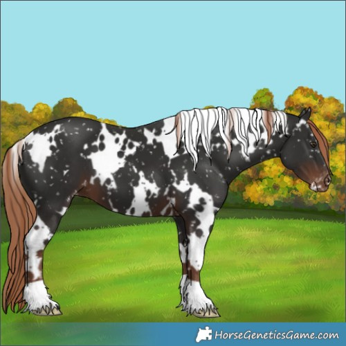 Horse Color:White Spotted Liver Chestnut Appaloosa
