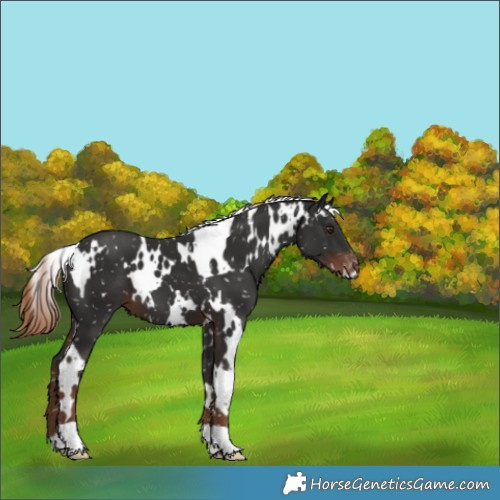 Horse Color:White Spotted Liver Chestnut Appaloosa 