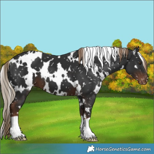 Horse Color:White Spotted Liver Chestnut Appaloosa