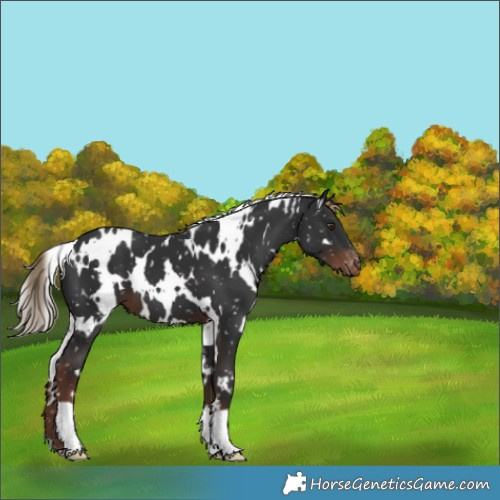 Horse Color:White Spotted Liver Chestnut Appaloosa 