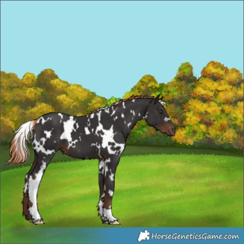 Horse Color:White Spotted Liver Chestnut 