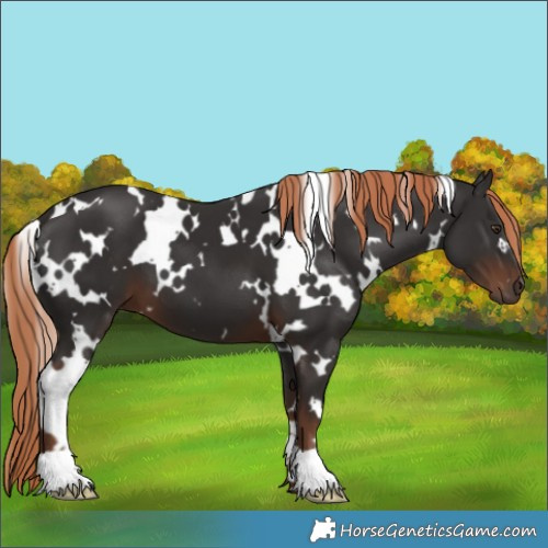 Horse Color:White Spotted Liver Chestnut 