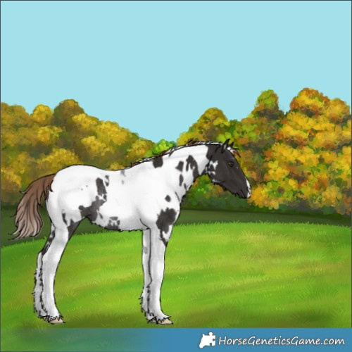 Horse Color:White Spotted Liver Chestnut Tobiano Rabicano 