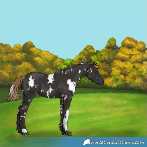 Horse Color:White Spotted Liver Chestnut 