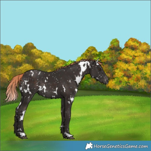 Horse Color:White Spotted Liver Chestnut Appaloosa Rabicano 