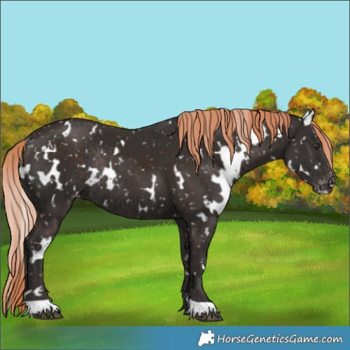 Horse Color:White Spotted Liver Chestnut Appaloosa Rabicano 