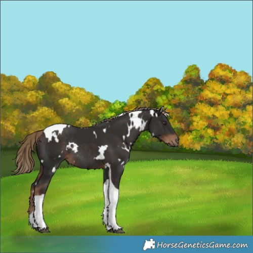 Horse Color:White Spotted Liver Chestnut Tobiano Rabicano 