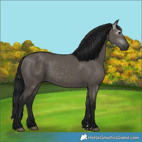 Horse Color:Gray Grullo 