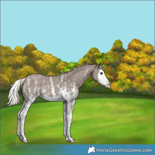 Horse Color:Silver Grullo Sabino Splash 