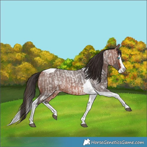 Horse Color:Bay Roan Splash Tobiano Appaloosa and Bay Roan Splash Tobiano Appaloosa Rabicano