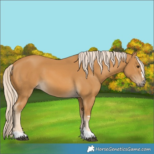 Horse Color:Palomino 