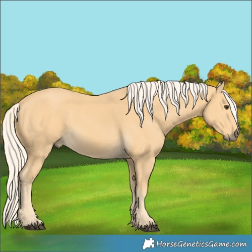 Horse Color:Palomino 