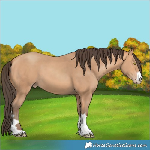Horse Color:Amber Champagne 
