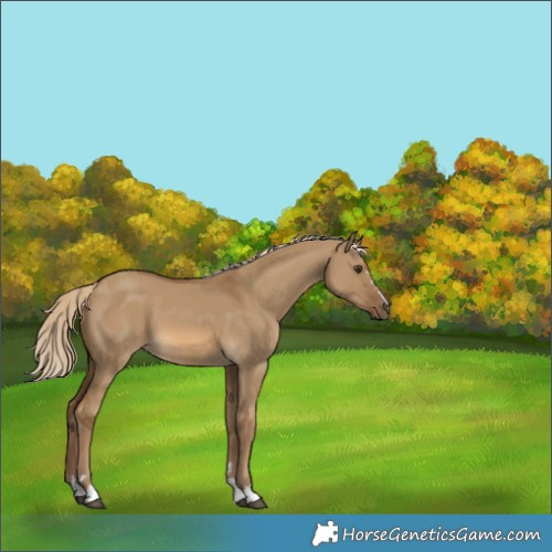Horse Color:Unknown 