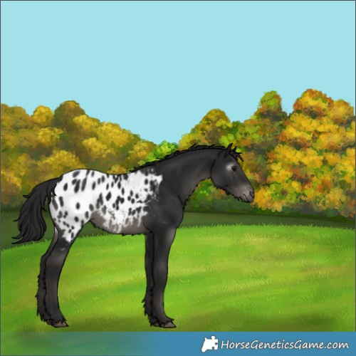 Horse Color:Gray Smoky Black Appaloosa