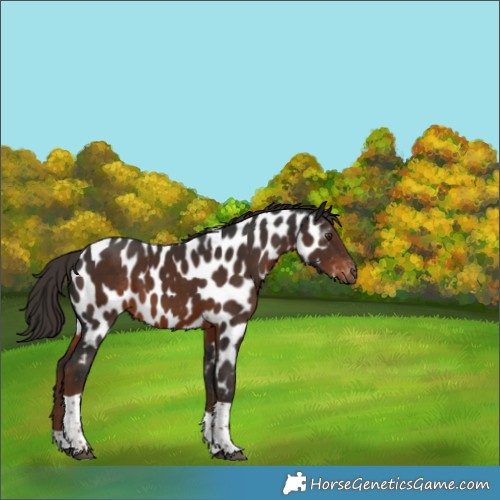 Horse Color:Gray Liver Chestnut Tobiano Appaloosa 