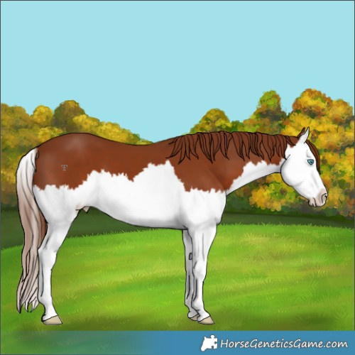 Horse Color:Chestnut Splash 