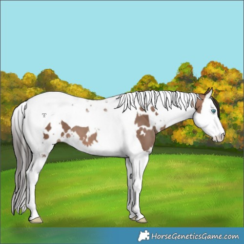 Horse Color:White Spotted Sable Champagne Splash Tobiano 