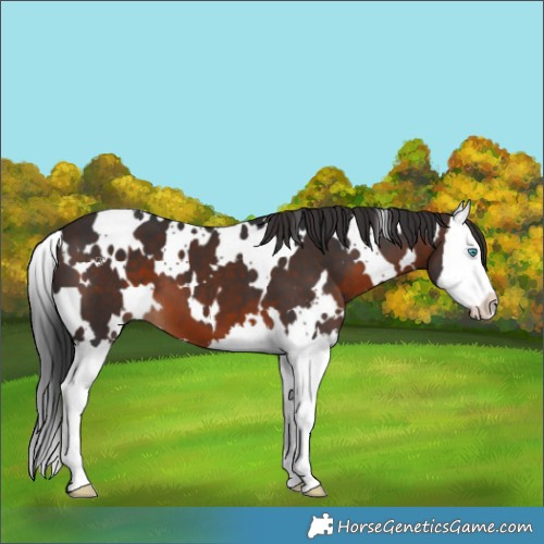 Horse Color:White Spotted Brown Splash 