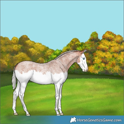 Horse Color:Silver Bay Roan Splash 