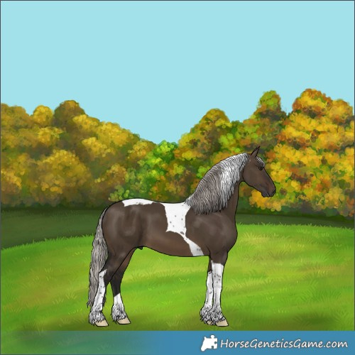 Horse Color:Gray Silver Brown Dun Tobiano 