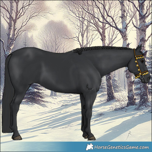 Horse Color:Black 