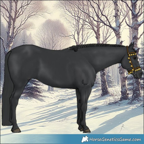 Horse Color:Black 