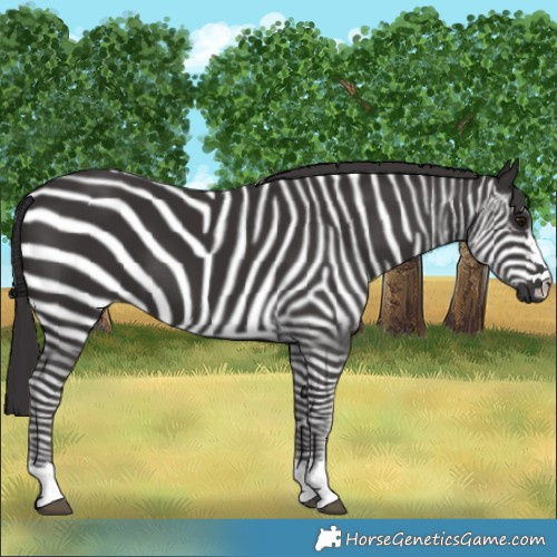 Horse Color:Smoky Black