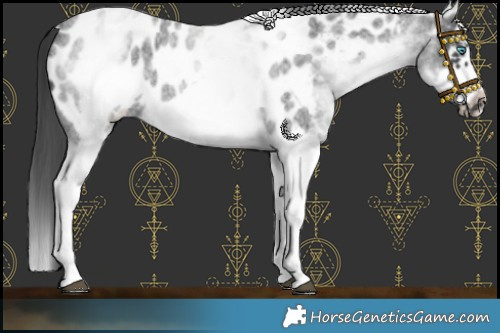Horse Color:White Spotted Blue Roan Splash Frame Appaloosa 