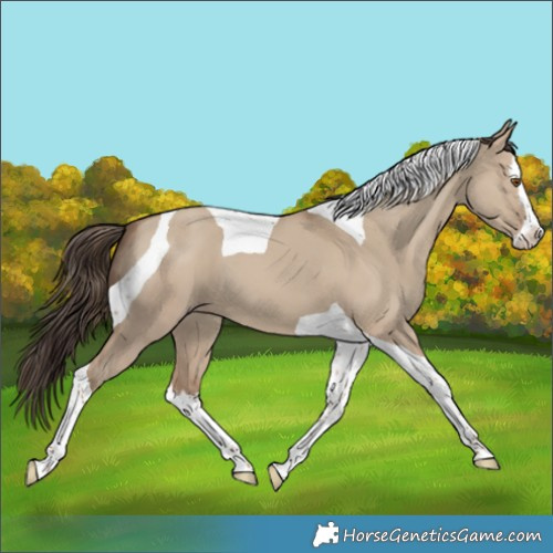 Horse Color:Classic Champagne Dun Splash Tobiano 