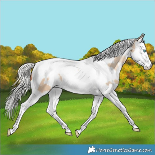 Horse Color:White Spotted Silver Amber Champagne Dun Splash Tobiano Blanket 