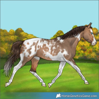Horse Color:Bay Dun Splash Tobiano Appaloosa