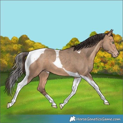 Horse Color:Amber Champagne Tobiano