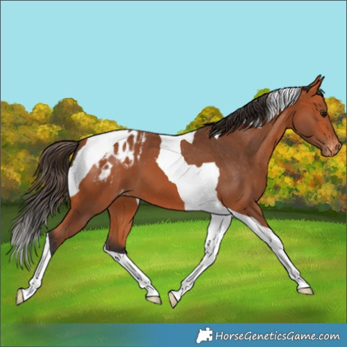 Horse Color:Bay Tobiano Appaloosa