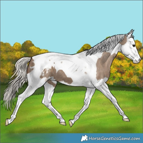 Horse Color:Silver Grullo Splash Tobiano Appaloosa 
