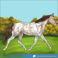 Horse Color:Amber Champagne Dun Tobiano Appaloosa 