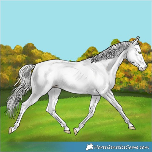 Horse Color:Silver Amber Champagne Dun Splash Tobiano Varnish