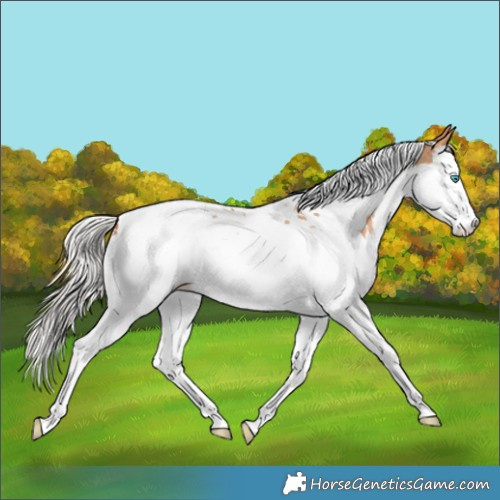 Horse Color:Silver Classic Champagne Splash Tobiano Snowcap