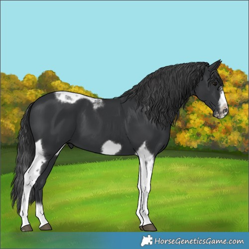 Horse Color:Black Splash Tobiano Frame 