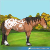 Horse Color:Bay Tobiano Appaloosa