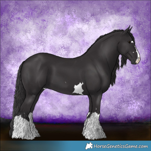 Horse Color:Smoky Black 