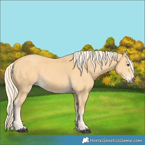 Horse Color:Palomino 