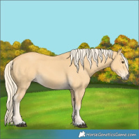 Horse Color:Palomino