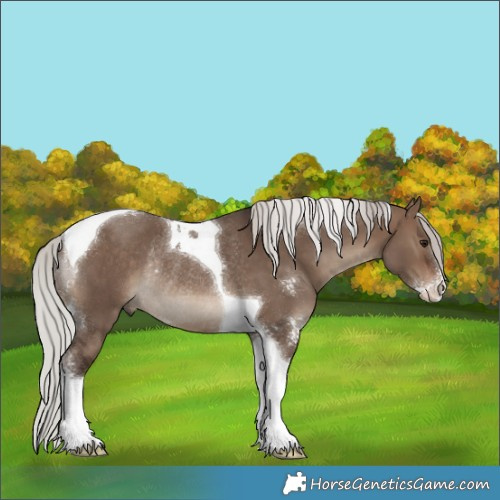Horse Color:Silver Brown Dun Sabino Tobiano Rabicano