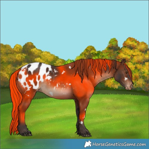 Horse Color:White Spotted Brown Blanket
