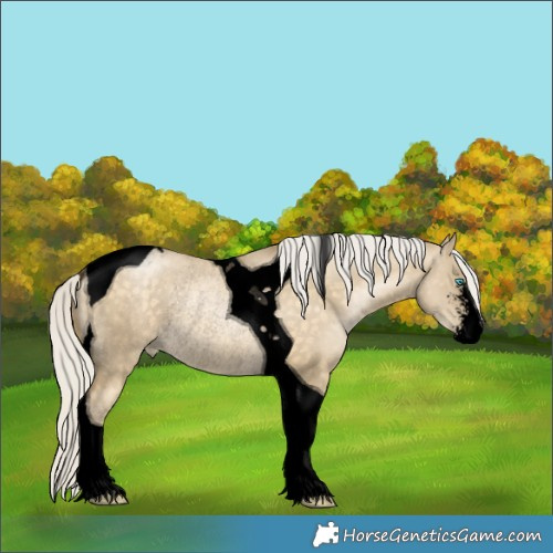 Horse Color:Void Silver Buckskin Pearl Dun Sabino Tobiano Rabicano