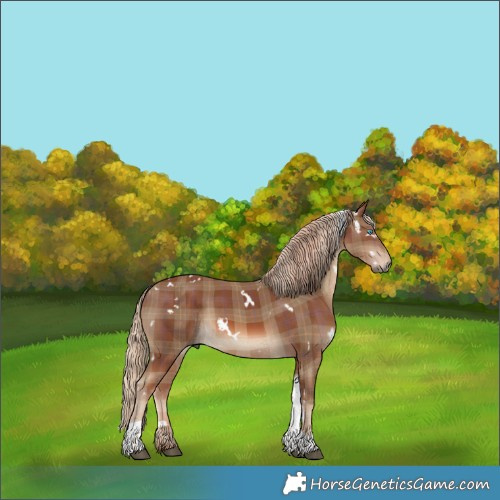 Horse Color:Plaid  White Spotted Chestnut Tobiano 