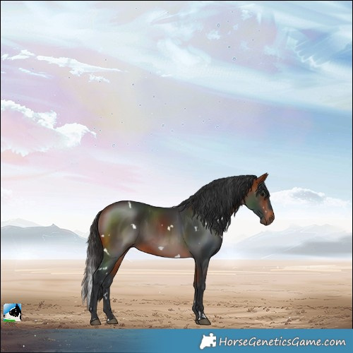 Horse Color:White Spotted Bay 